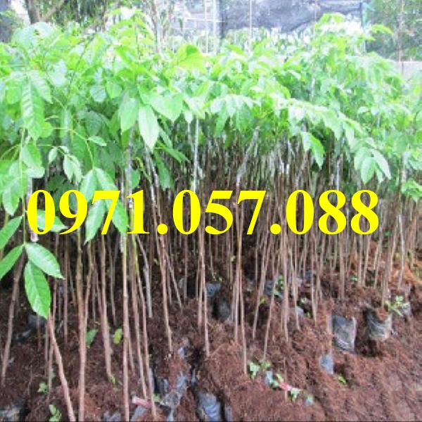 Cây giống trám đen
